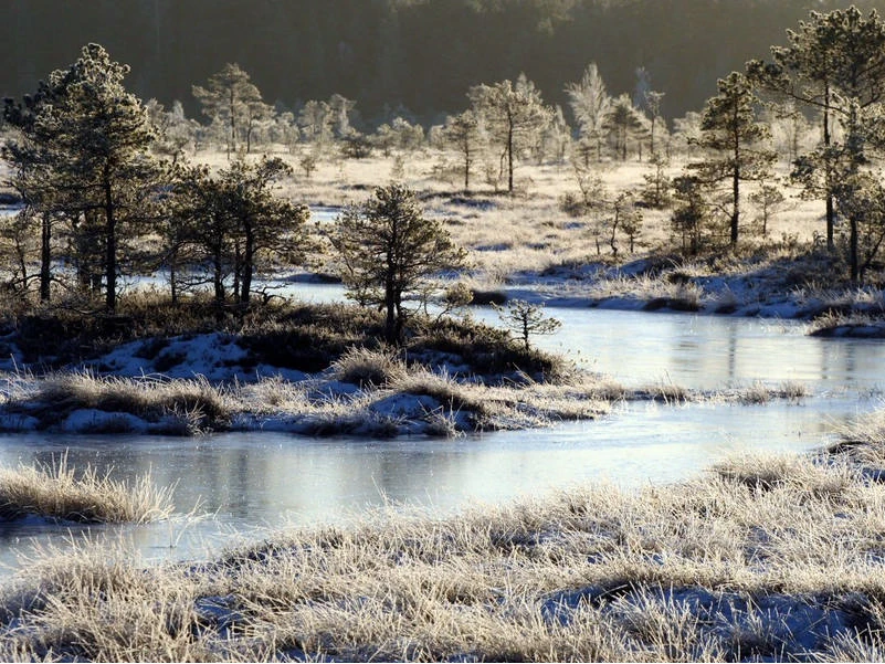 Soomaa-Nationalpark im Winter