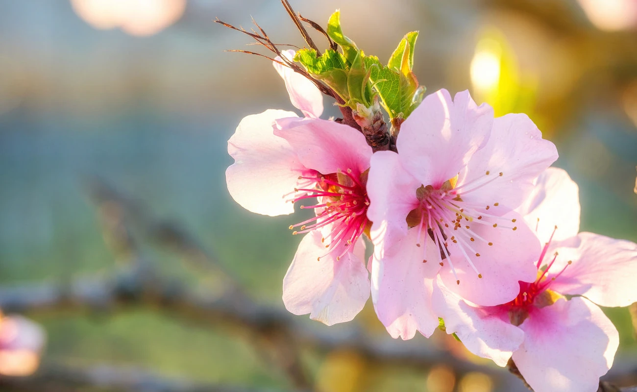 Mandelblüte
