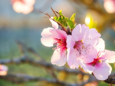 Genussvolle Mandelblüte auf Zypern
